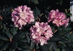 R.Winterpurpur
